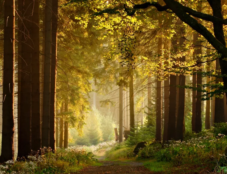 Rückkehr zum Ursprung