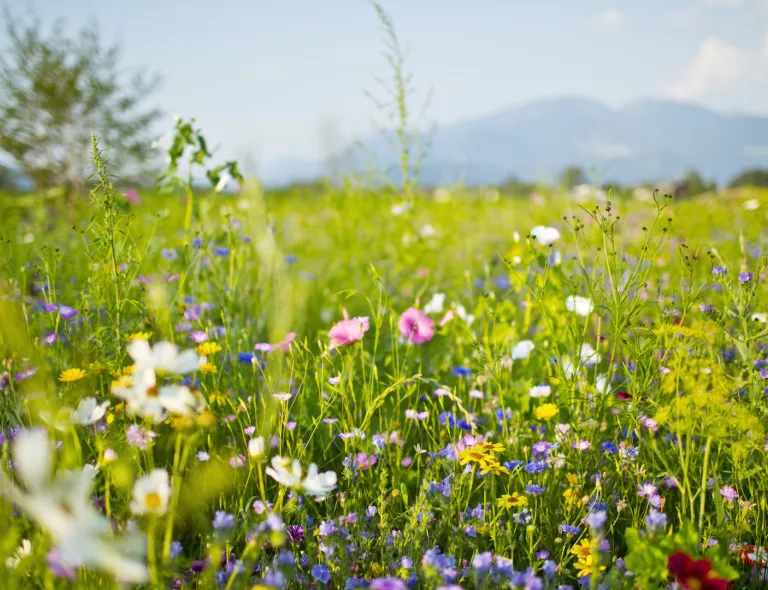 Wiese mit Wildblumen